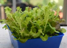 Small, leafy greens grow in a blue container.