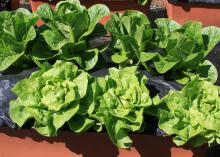 Small, green lettuce plants grow in two rows in brown containers.