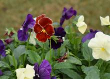 A single red bloom rises above green leaves along with white and purple blooms.