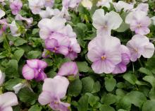 Light purple blooms cover the top of green plants.