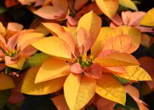 A poinsettia has leaves in yellow and pink.
