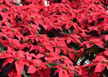 The tops of dozens of red poinsettias fill the frame.