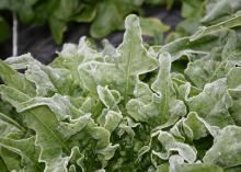 Frost covers the ruffled leaves of young lettuce.