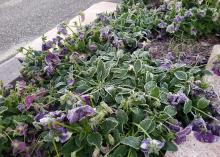 Frost covers ground-hugging plants with purple blooms.