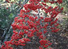 A small, bare branch is covered by hundreds of tiny red berries.