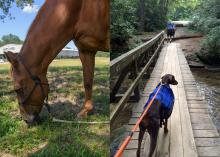 Side-by-side composite of horse grazing and a dog on a leash walking on a bridge.