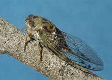 A winged, greenish insect rests on a branch.