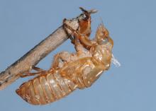 An empty brown shell of a cicada clings to a branch.