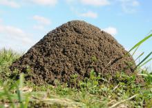 A closeup of a fire ant mound.