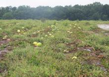 Ruined watermelons lie in a muddy field.