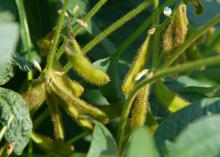 Fuzzy, green pods grow on a soybean plant.