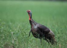 An adult male turkey is in a field.