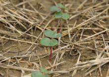 Tiny plants with red stems and round, green leaves emerge from straw-covered soil.
