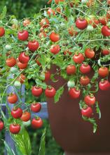 Dozens of red tomatoes grow on a plant in a brown container.