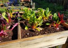 Small plants grow in bunches from a wood-enclosed frame.