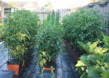 Rows of green plants grow from rectangular boxes lined.