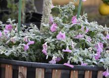 Frost covers purple blooms on green foliage growing in a container.