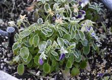 A few purple flowers can be seen on a small plant covered in frost.
