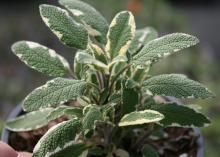 A small plant has soft, green leaves with white edges.