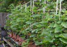 Green vines grow up a trellis system.