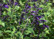 Deep purple blooms line slender spikes above green foliage.