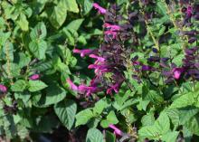 Tubular pink flowers bloom on spikes from a green plant.