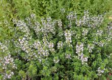 Tiny, pink flowers bloom on green stalks.