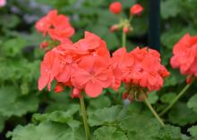 A cluster of small, coral-colored blooms rise above green foliage.