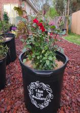 A black pot holding a rose plant has white lettering and design.