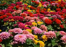 ozens of pink, yellow and red blooms form a solid blanket.