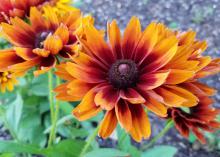 Three large, yellow flowers with dark centers bloom on green stems.