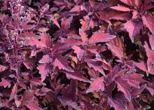 Reddish-purple leaves have jagged edges