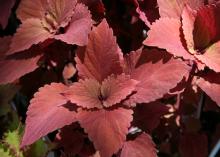 Large and small red leaves have ruffled edges.