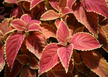 Red leaves have lime-green edging.