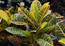 The leaves of a plant have yellow veins and pink tips.