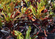 Plants have narrow leaves in greens, yellows and reds.