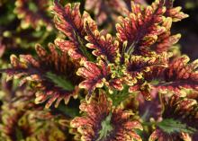 These red and green leaves have ruffled edges.