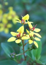 A small cluster of yellow flowers have red centers.