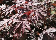 Large, spiky, purple leaves fill the frame.