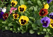 Yellow, purple and red flowers have dark patches on their petals.