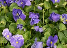 Blue flowers bloom above green leaves.