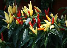 Light yellow, red and orange peppers rise from green foliage.