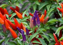 Red, orange and purple peppers rise from green foliage.