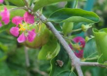 Tiny pink flowers bloom on a branch.