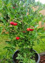 A small tree with red fruit grows in a large, black container.