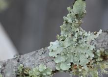 Greenish, flat and fuzzy patches cover a tree branch.