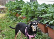 A dog stands in front of containers of green plants.