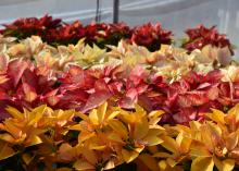 Yellow, pink, white and red poinsettias are displayed in rows.