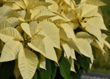 White poinsettias.