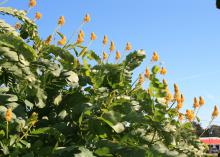 Individual yellow blooms stand upright from green foliage.